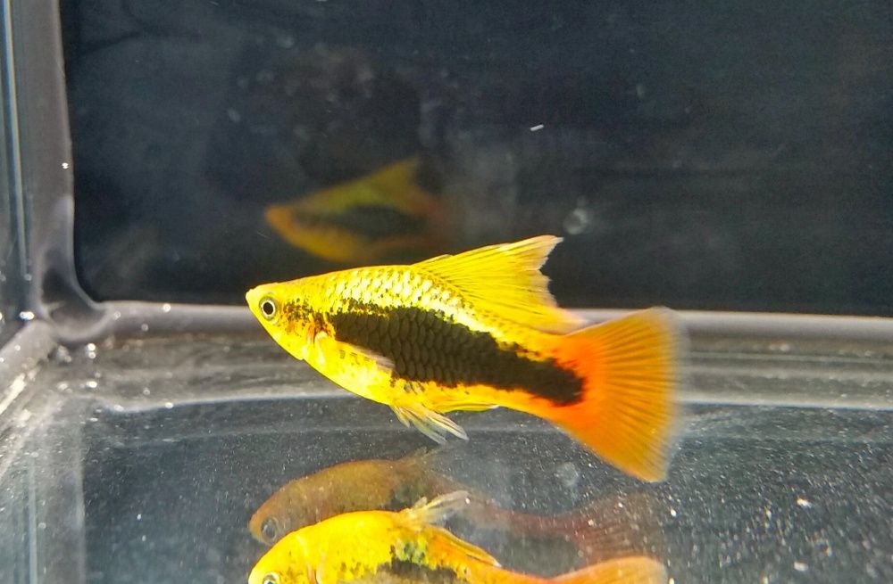 Platka MIX Xiphophorus