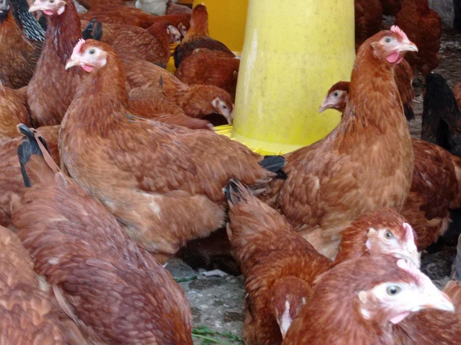 Kurki nioski młode kokoszki na jajko Rossa leghorn zielononóżki