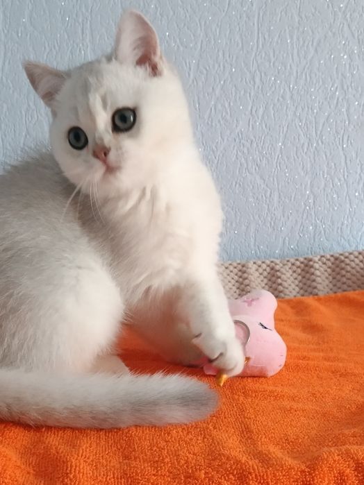 Шикарний котик чекає на свою родину