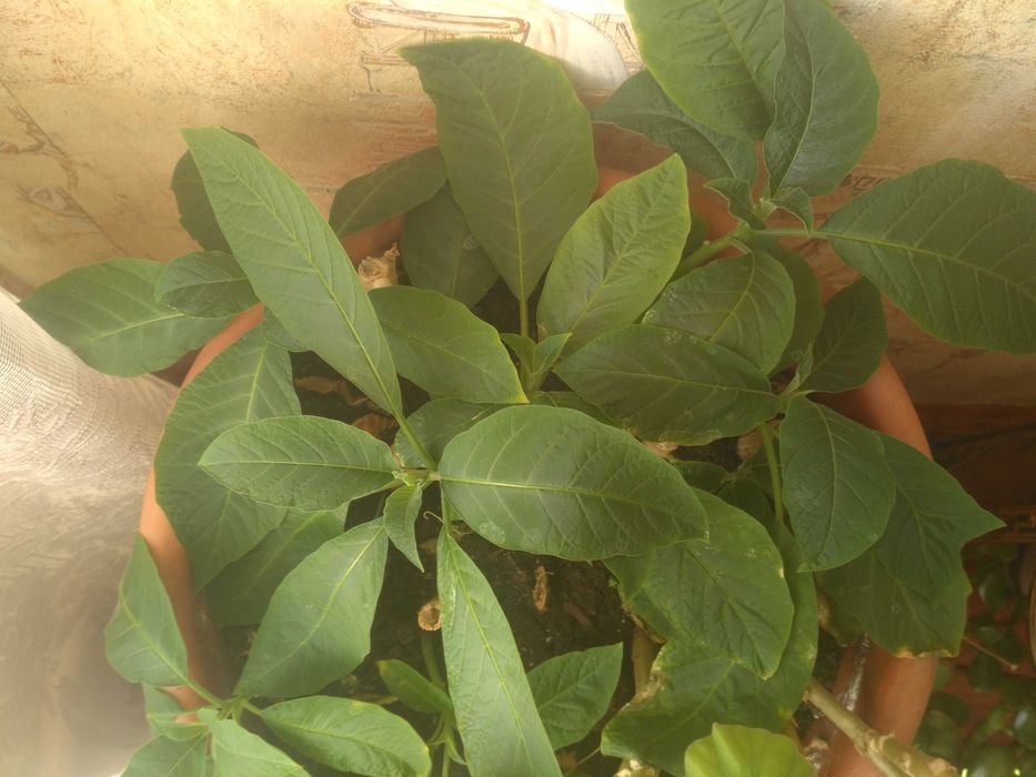 Продам саженцы Бругмансия Розовая