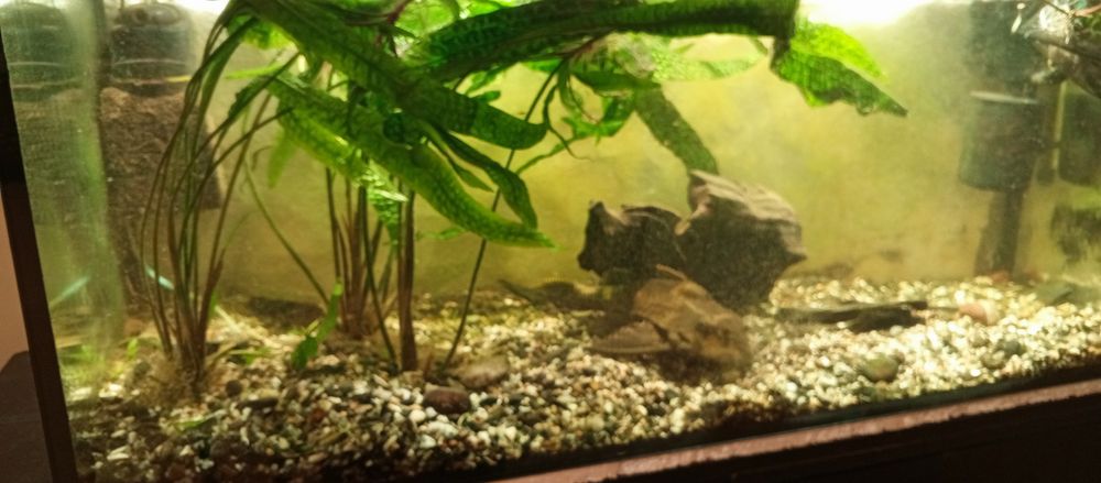 Roślina kryptokoryna karbowana