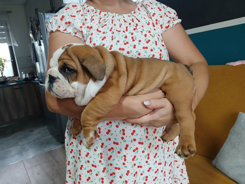 Buldog Angielski samiec Black and tan