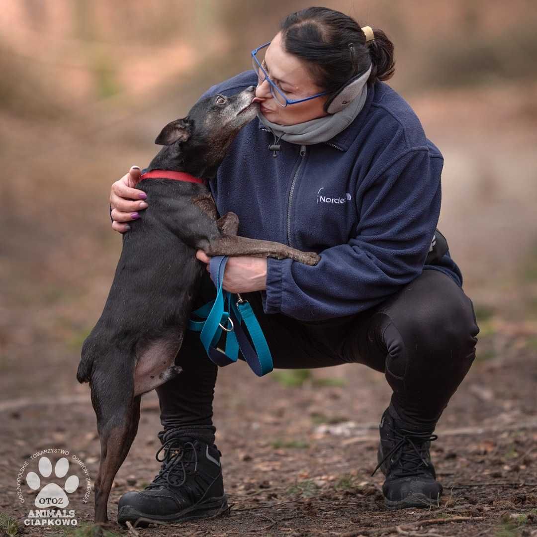 Czarek szuka spokojnego domu! OTOZ Animals Schronisko Ciapkowo