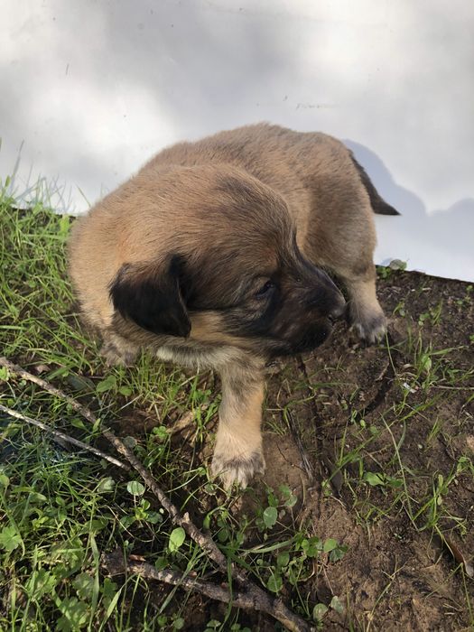 Cães bebés para dar