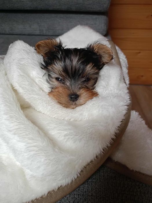 Yorkshire terrier