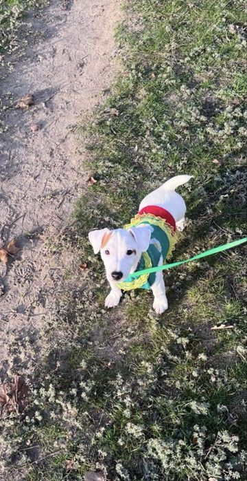 Девочка джек рассел терьер ищет родителей