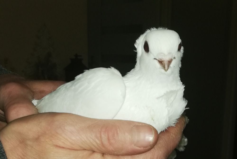 Gołąb ozdobny rasowy