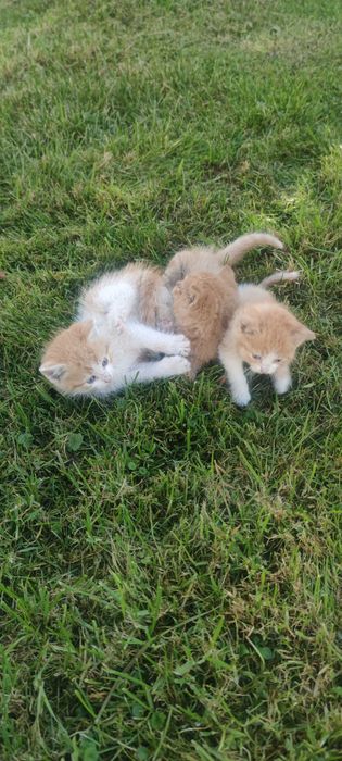 Oddam rude i rudobiałe małe kocice