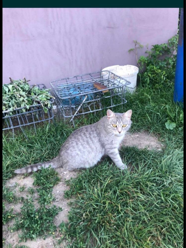Безкоштовно кошенята