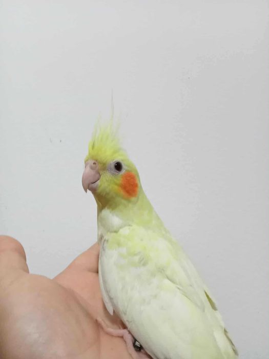 Ring neck lutino domesticado e caturras domesticadas