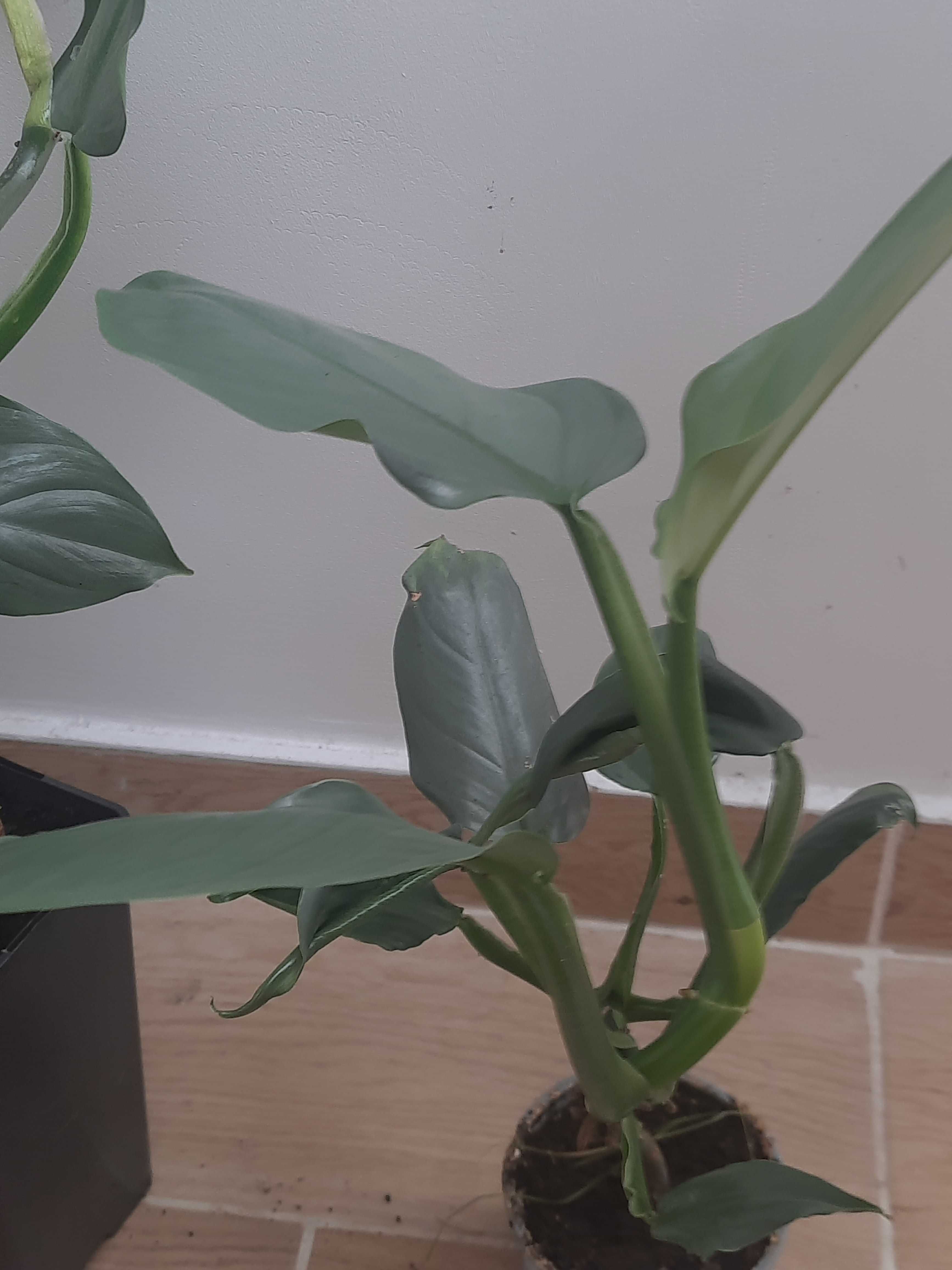 Filodendron hastatum Królowa Srebrnych Mieczy wybór z trzech roślin