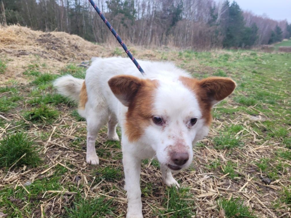 Mieszko do adopcji