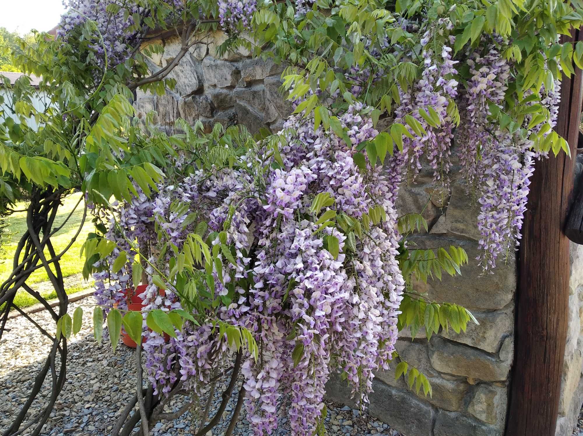 wisteria - glicynia  sprzedam