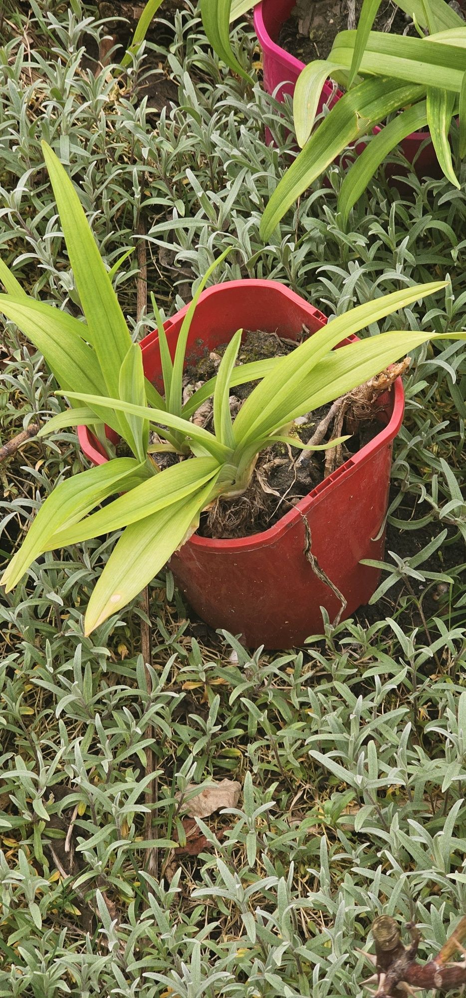 Liliowce wysokie