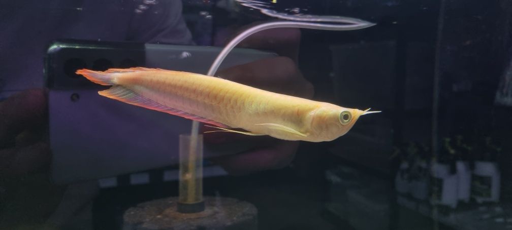 Arowana Silver albino 20cm