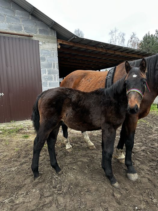 Klaczka śląska 7 miesiecy