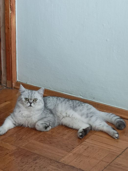 В'язка. Британська шиншила.