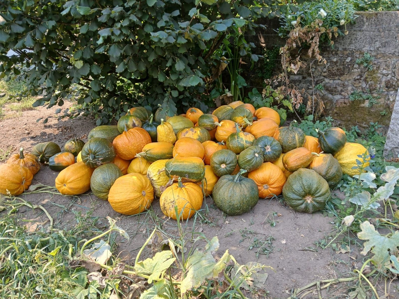 Venda de abóboras