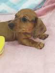 Teckel linda menina com Lop (Pedigree)