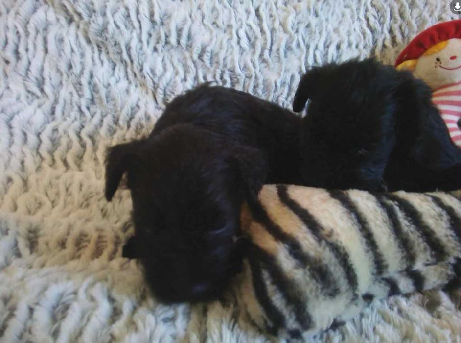 Sznaucer miniaturowy czarny (FCI) - piesek