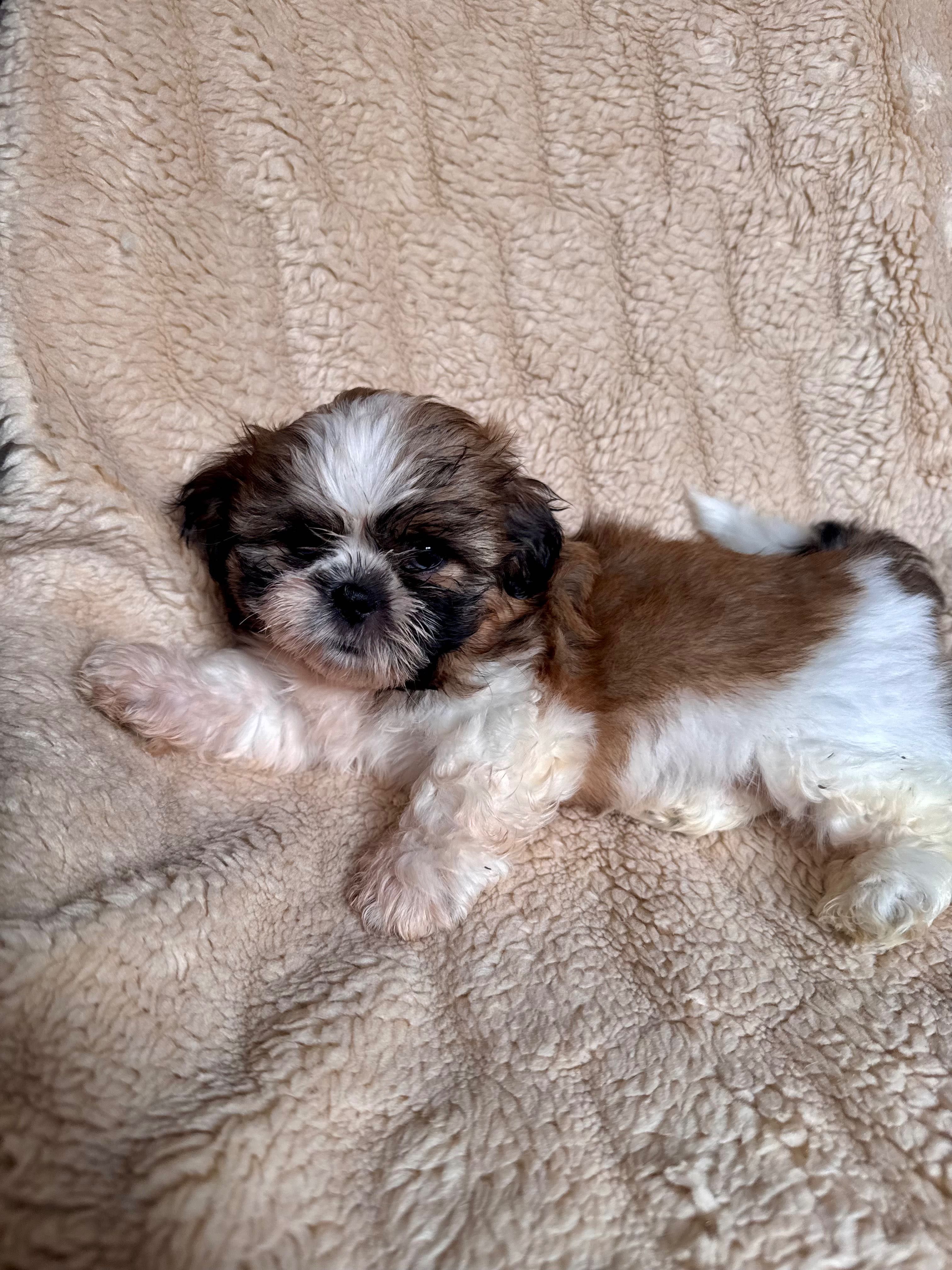 Szczeniaczek Shih Tzu gotowy do zmiany domku
