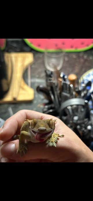 Crested gecko, mais info mande mensagem