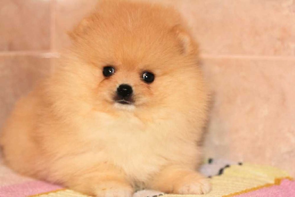 Шикарні ведмедики Шпици Померанского типа.