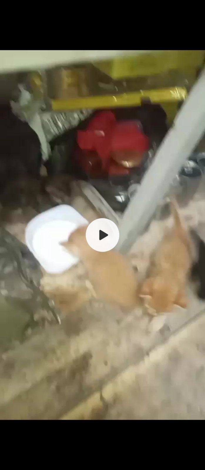 Віддам кошенят в добрі руки