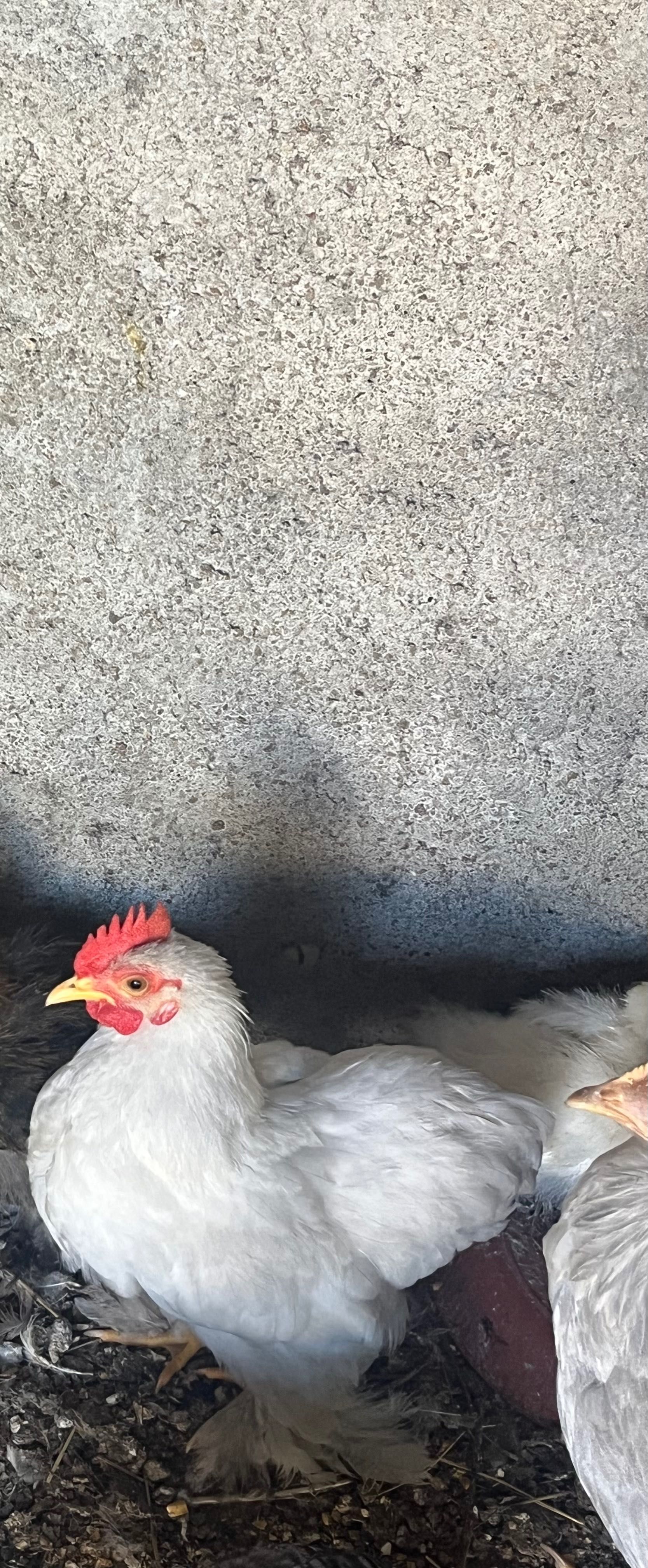 Galinhas Pequim de várias cores