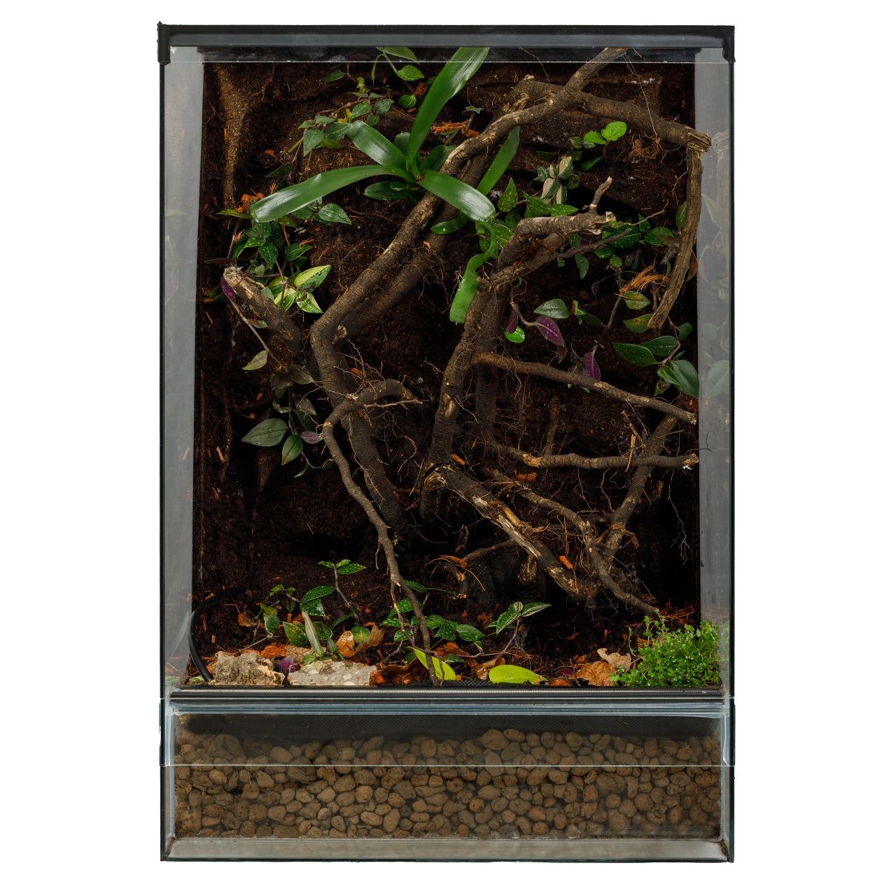 Terrarium tropikalne gekon orzesiony