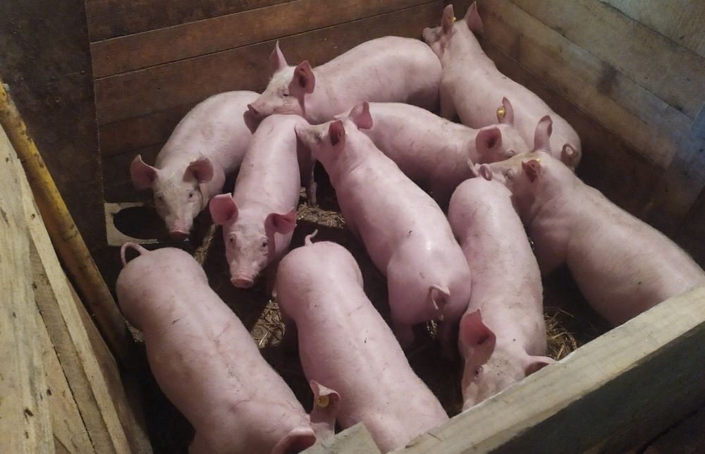 Prosięta 25-40 kg karmione na mokro