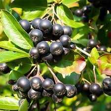 Aronia Aronia Aronia