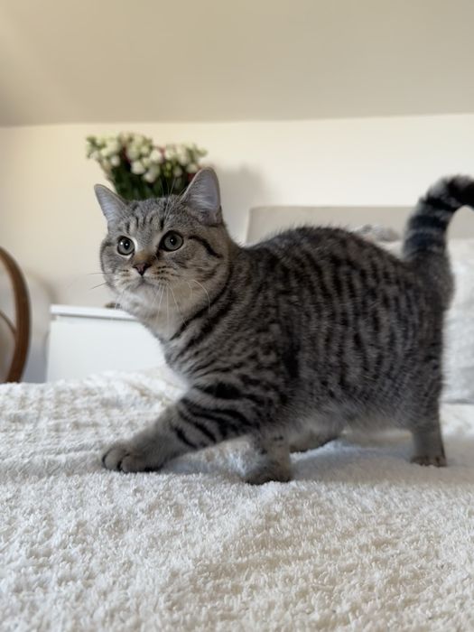 Kocurek brytyjski szynszyla