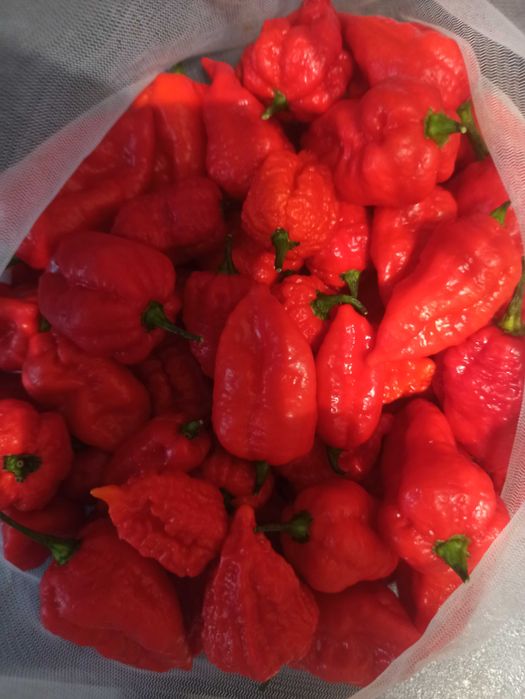 Papryczki chili Dragon's Breath ostrzejsze od Carolina Reaper