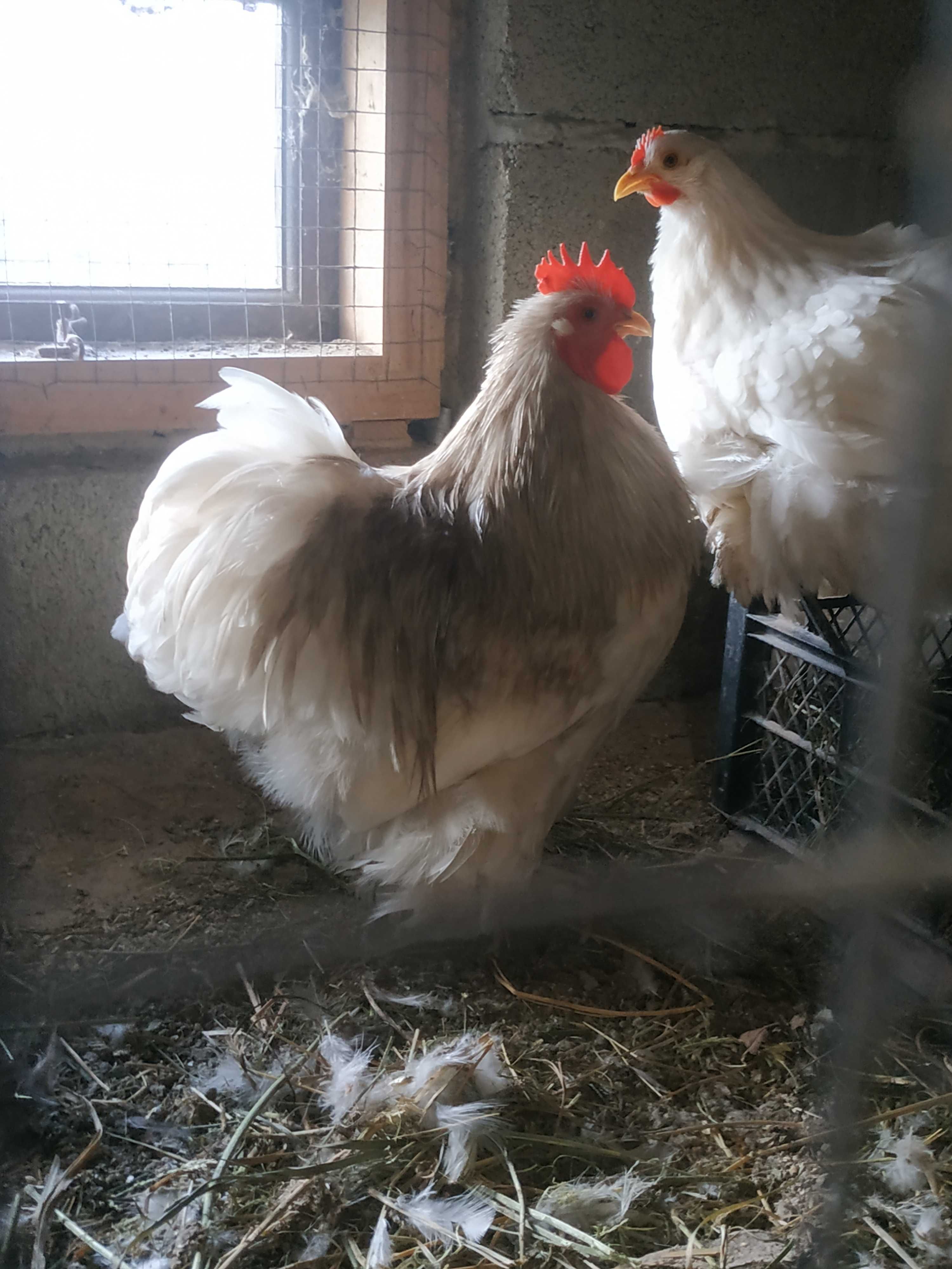 Продам яйце Кохінхін карликовий