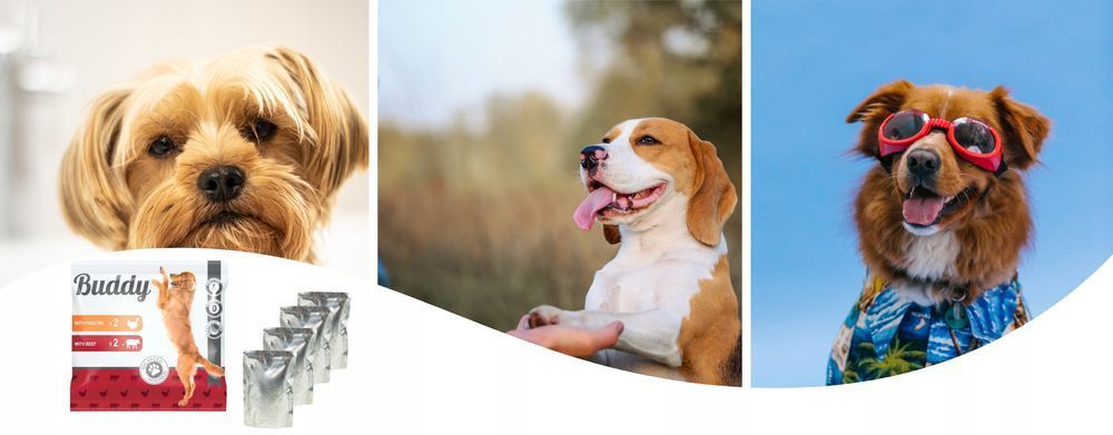 Karma Mokra Dla Psa Buddy Mix Smaków 44X100G  Pełnoporcjowa Dieta