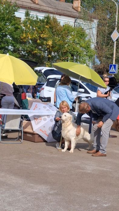 Золотистий ретрівер з документами