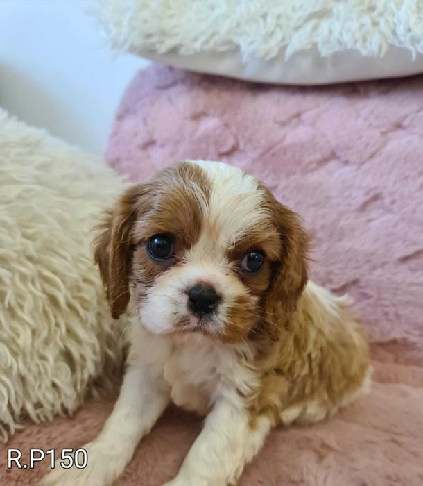 Cavalier z czteropokoleniowym rodowodem