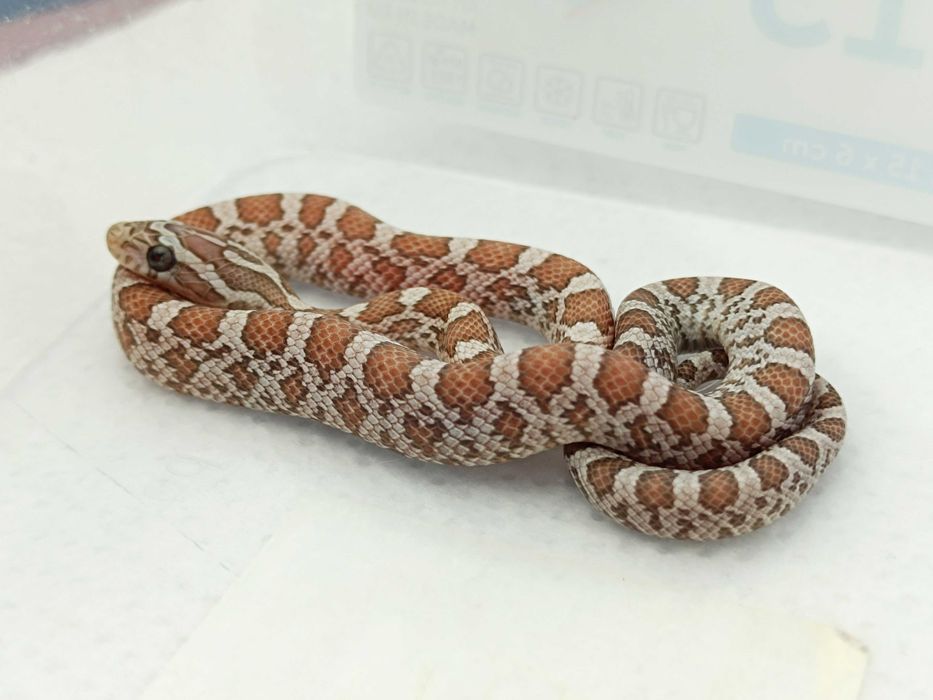Wąż zbożowy / Ultramel Cinder het motley ph. 66% scaleless