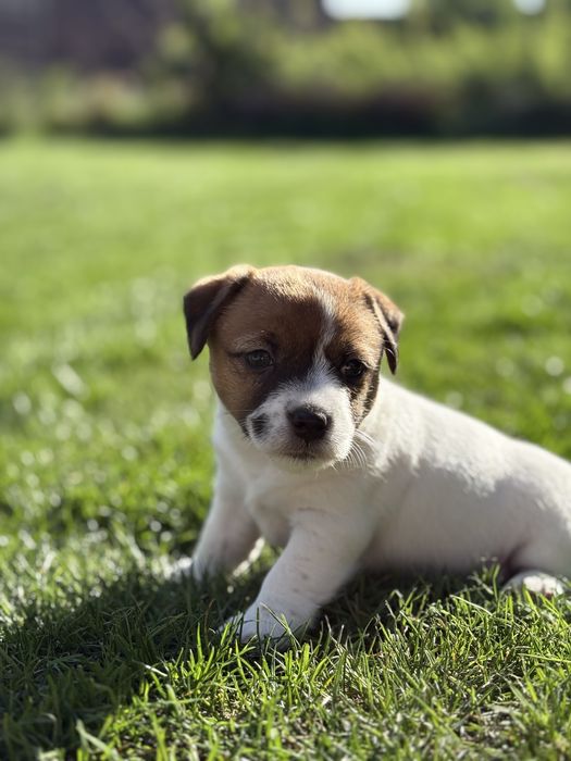 Jack russell terrier (FCI)szczeniak (suka)