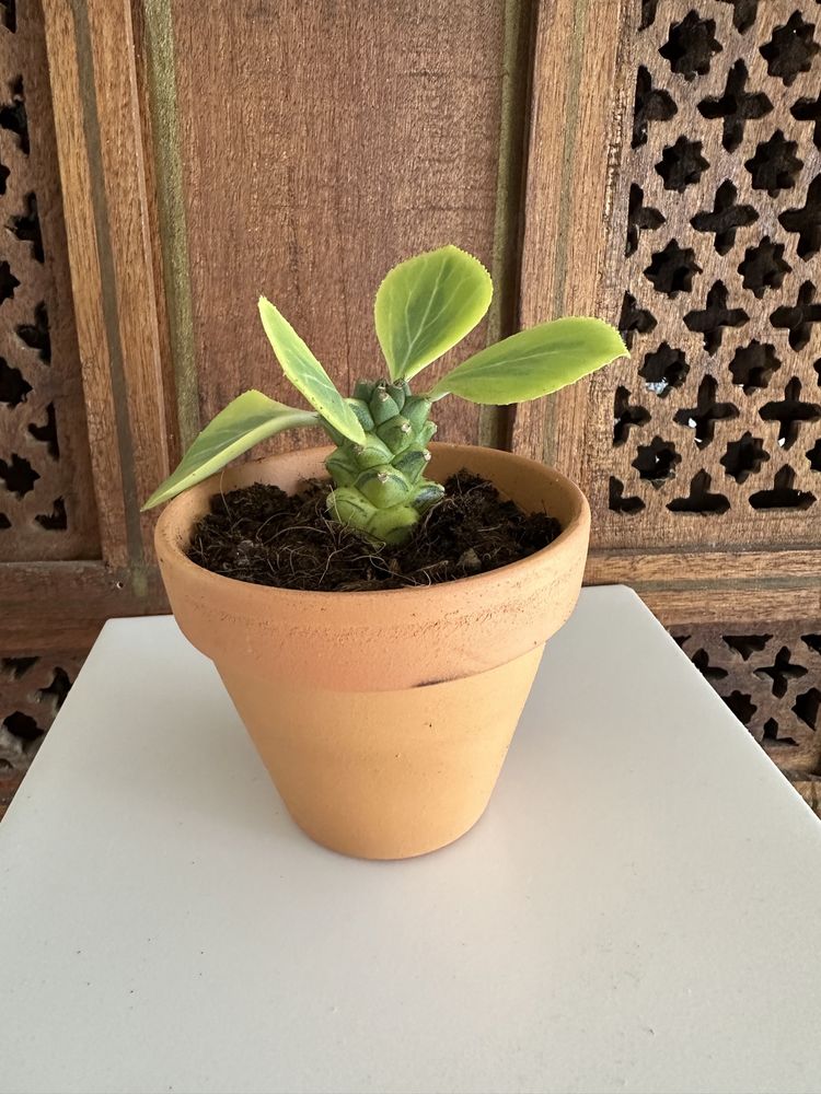 Euphorbia Monadenium Ritchiei Variegata
