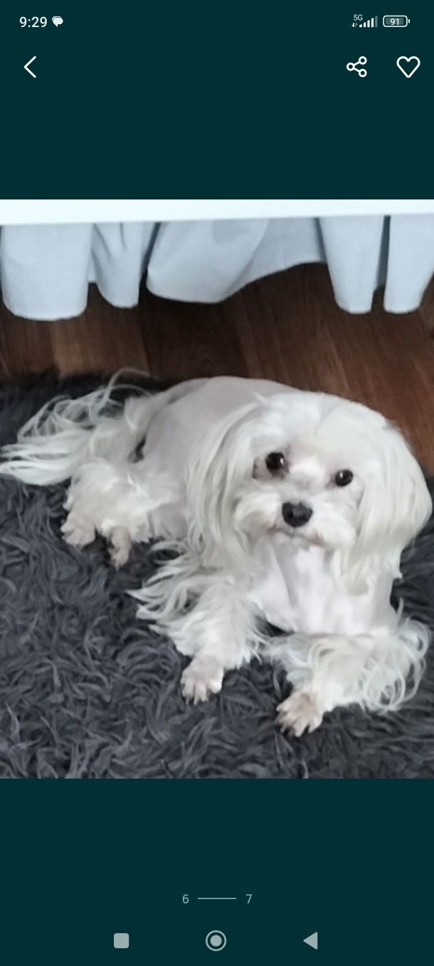 Maltipoo F1   suczka do Rezerwacji