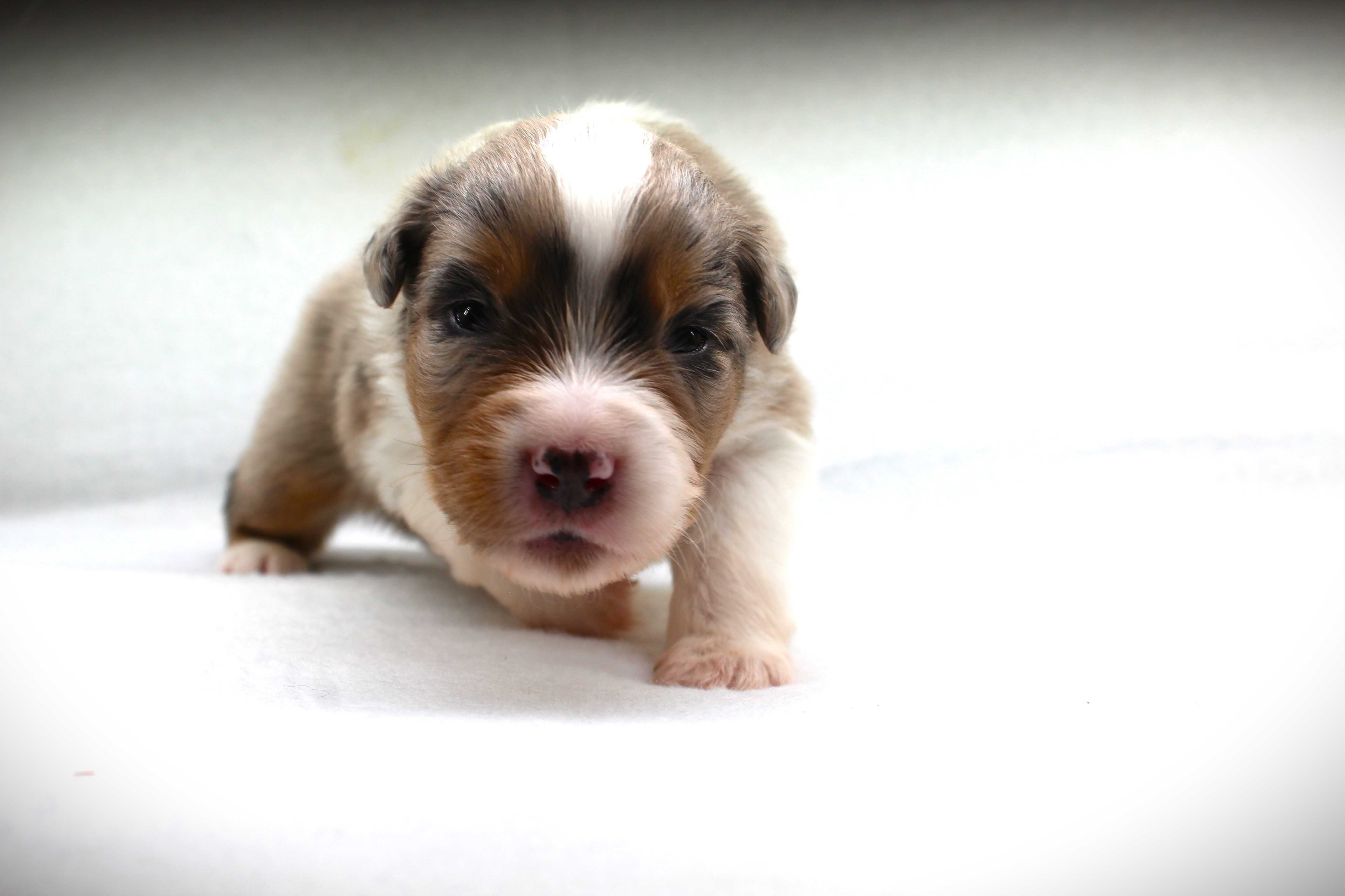Miniaturowy owczarek amerykański MAS - chłopiec blue merle