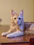 Sympatyczny kocurek Maine Coon