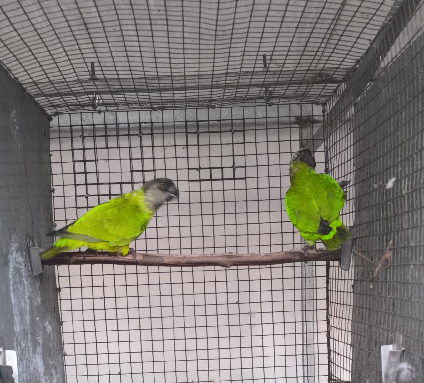 Papagaio Senegal
