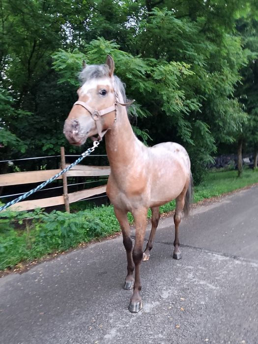 Sprzedam kuc Feliński