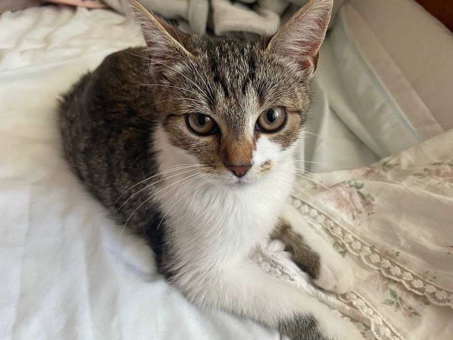 Молоденька кішка (підліток) шукає дім та люблячих батьків