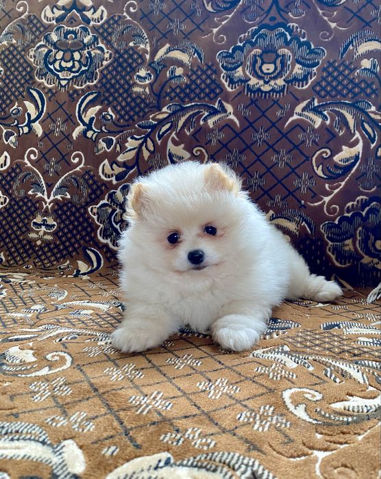 Дівчинка померанський шпиц