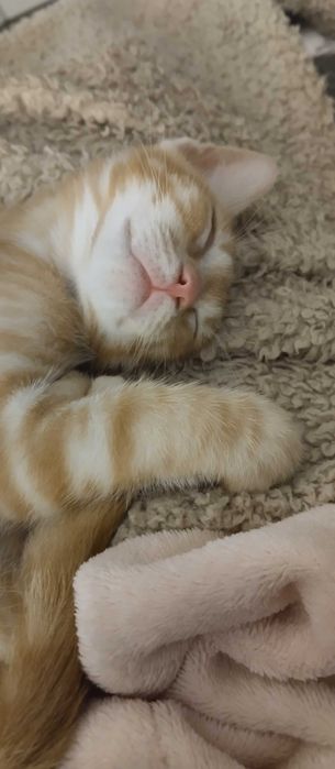 Gatinho bebe com dois meses para adoção