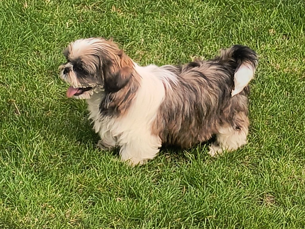 Urocza shihtzu dziewczynka gotowa do odbioru